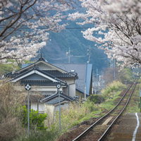 桜の満開の時期に因美線の線路と三浦駅のホームを彩る情景の写真